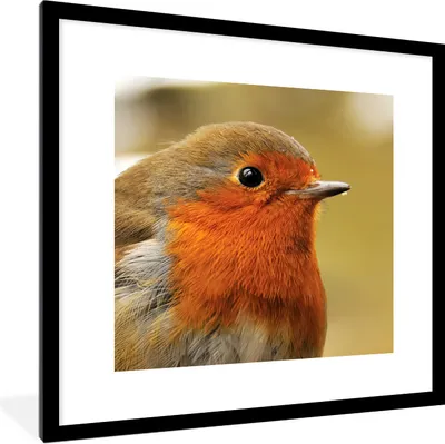 Produktbild von MuchoWow® Gerahmtes Poster Vogel - Rotkehlchen - Porträt 40x40 cm - Poster mit Schwarzem Bilderrahmen Wandposter Rahmen Foto Bilder - Poster - Plakat im Rahmen