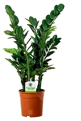 Produktbild von Zamioculca Zamiifolia - 1 Pflanze - Innenbereich Topfpflanze