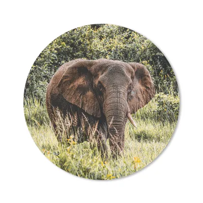 Produktbild von MuchoWow® Mauspad Mousepad Elefant - Gras - Natur 20x20 cm - Mousepads - Maus Mat - Pad - Mausunterlage - Schreibtischmatte