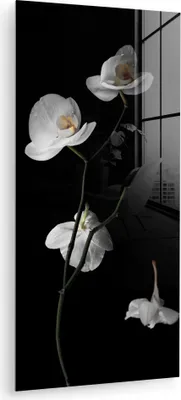 Produktbild von MuchoWow Glasbilder - Bilder auf Wandbild - Foto auf Glas Orchidee - Blumen - Schwarz - Weiß - Stilleben 40x80 cm Wanddekoration aus Glas - Acrylglasbild - Acrylbilder - Wanddekoration