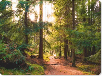 Produktbild von MuchoWow® Mauspad Mousepad Wald - Weg - Bäume - Grün - Sonne - Natur 23x19 cm - Mousepads - Maus Mat - Pad - Mausunterlage - Schreibtischunterlage - Mauspad