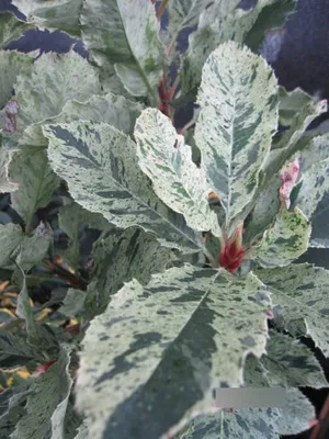 Produktbild von Photinia serratifolia Pink Crispy ® - Glanzmispel Pink Crispy ®