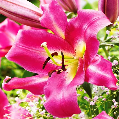 Zdjęcie produktu dla Lilia Drzewiasta Purple Lady 1 szt Lilie cebule lilii cebulki Pachnąca