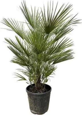 Zdjęcie produktu dla Zielona palma karlowata - Chamaerops Humilis 150cm - Ø30cm - Europejska palma