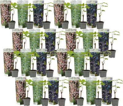 Image de Vigne à raisin - Set de 24 - Vitis vinifera - Hauteur 25-40cm - ⌀9cm