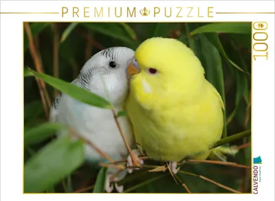 Produktbild von CALVENDO Puzzle Schmusewellis | 1000 Teile Lege-Größe 64 × 48 cm Foto-Puzzle für glückliche Stunden