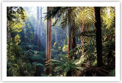Produktbild von Poster - Poster ohne Rahmen - Morgendämmerung Bäume Wald - 91,5x61 cm - Wand Bild - Wanddeko - Wandbilder - Kunstposter - Wandposter - Bilder - Kunstdruck - Wanddekoration - Wandbild - P2XAA91x61-4403