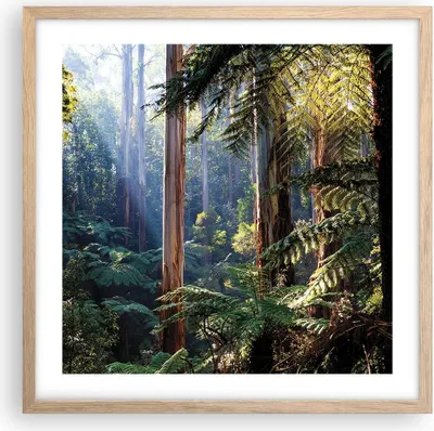 Produktbild von Gerahmtes Poster - Rahmen in heller Eiche - Morgendämmerung Bäume Wald - 50x50 cm - Wand Bild - Wanddeko - Wandbilder - Kunstposter - Wandposter - Bilderrahmen - Bilder - Kunstdruck - P2NAC50x50-4403