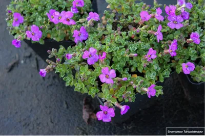 Image de 6 xAubrieta hybr. 'Hamburger Stadtpark' - Fleur à franges en pot de 9x9cm