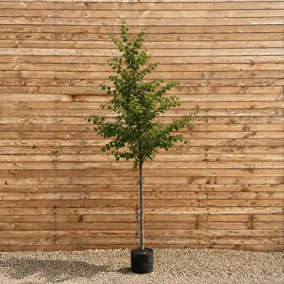 Produktbild von Judasbaum 200-250 cm, Stammumfang 8-10 cm - Cercis siliquastrum Hochstamm