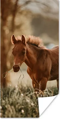 Produktbild von MuchoWow® Poster Pferd - Licht - Wiese 20x40 cm - Plakat - Foto