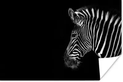 Produktbild von MuchoWow® Poster Zebra - Wilde Tiere - Schwarz 120x80 cm - Bilder