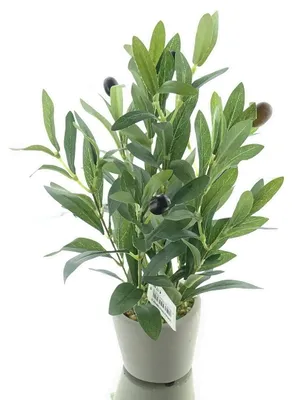 Produktbild von DPI Olivenbaum Mini im Steintopf 28 cm - Kunstpflanzen