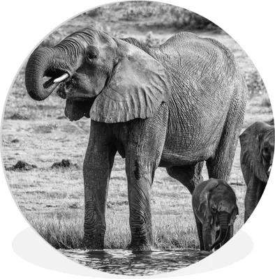 Produktbild von MuchoWow® Rundes Wandbild - Runde Bilder Elefant - Wasser - Tiere - Schwarz - Weiß Ø 30 cm Kreis Wanddekoration Kunststoff - Wandkreis - Wandschmuck - Schlafzimmer - Bilder - Der Kreis - Kunst für die Wohnung - Plastik - Kunstdruck - Wandbild