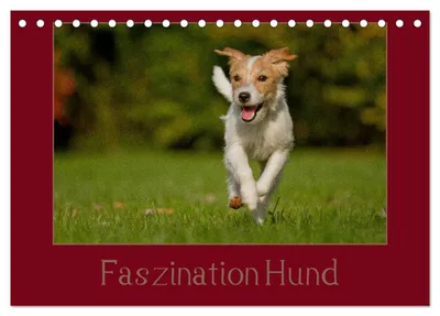 Produktbild von Faszination Hund (Tischkalender 2027 DIN A5 quer), CALVENDO Monatskalender