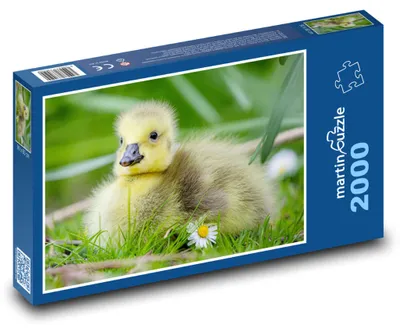 Zdjęcie produktu dla Puzzle 2000 Gęś gęgawa - pisklę - martinpuzzle