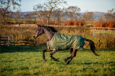 Obrázek produktu pro Horseware Amigo Hero 600D Ripstop Lite 0gTurnout Blanket voděodolný bramble/winterberry & taupe, velikost:6'3