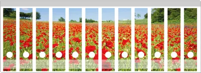 Produktbild von Wallario Ordnerrücken Sticker, selbstklebend für breite Ordner, 12 Stück, Motiv Mohnblumenfeld- rote Blumen unter blauem Himmel