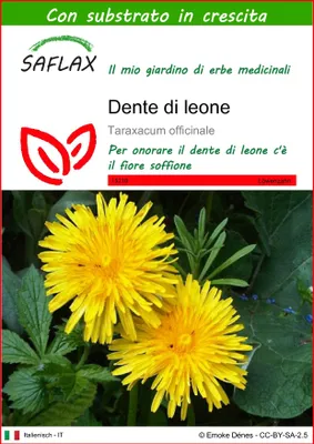 Immagine prodotto di SAFLAX  - Dente di leone - 200 semi - Con substrato - Taraxacum