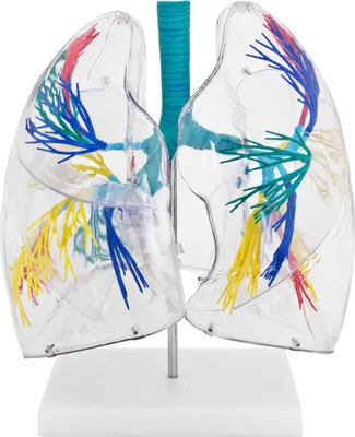 Obrázek produktu pro Anatomický model lidských plic transparentní anatomický model lidského těla anatomický model lidských plic modelů dýchacího systému MedMod