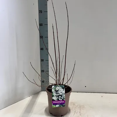 Produktbild von Philadelphus 'Virginal' - Bauernjasmin | 40-50 cm im Topf