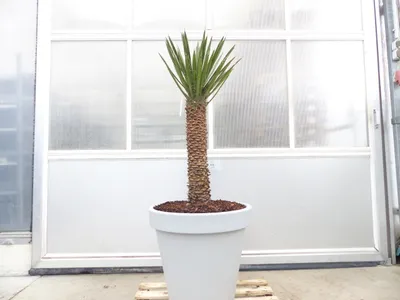 Produktbild von Yucca Filifera, 150 cm Stamm 58 cm Tambasi Yucca, winterhart -13 Grad