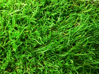 Obrázok produktu pre Gardners Moss flat fresh - list 18x25 cm