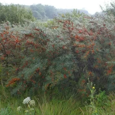 Produktbild von Sanddorn Pollmix männlich - Hippophae rhamnoides - 40-60cm
