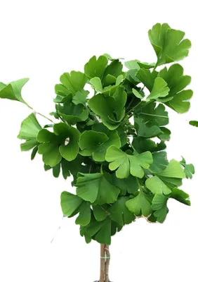 Immagine prodotto di Albero a ventaglio 'Ginkgo biloba Mariken' standard 80 cm