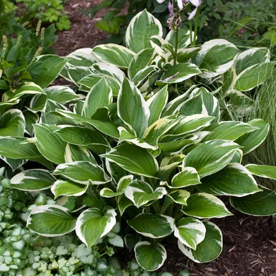 Produktbild von Hosta Staude Blattschmuck Schattenpflanze Garten Funkie Love Pat 1 St.