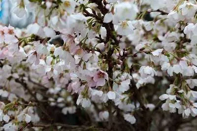 Produktbild von Prunus glandulosa 'Alba Plena' - Steppenkirsche 30- 40 cm - Container