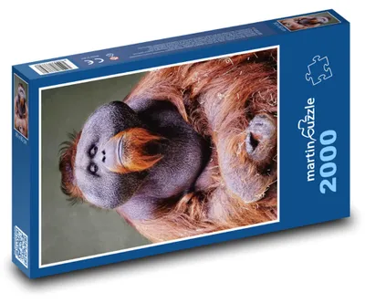 Obrázek produktu pro martinpuzzle - Puzzle 2000 - Orangutan - opice