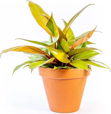 Obrázok produktu pre Gardners Philodendron Prince of Orange, priemer 12-14 cm