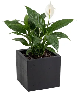 Immagine prodotto di HowHomely | Vaso per piante - Vaso da fiori - nero - 30 x 30 x 30 cm - Vaso da fiori su ruote - Pratico - Decorativo