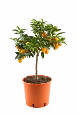 Produktbild von Kumquat Pflanze Fortunella margarita 70–80 cm – Ovale Kumquat, exotischer Zitrusbaum für Garten, Terrasse & Balkon, winterhart bedingt