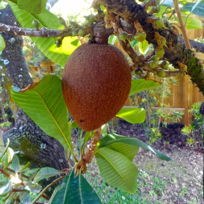 Obrázek produktu pro Mamey sapote (Pouteria sapota) – 1 semeno
