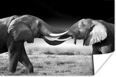Produktbild von MuchoWow® Poster Elefant - Tiere - Schwarz und weiß - Porträt - Landschaft 60x40 cm - Schlafzimmerdekoration