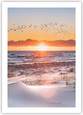 Produktbild von Poster - Poster ohne Rahmen - Sonne Strand Vögel - 50x70 cm - Wand Bild - Wanddeko - Wandbilder - Kunstposter - Wandposter - Bilder - Kunstdruck - Wanddekoration - Wandbild - P2XPA50x70-4727