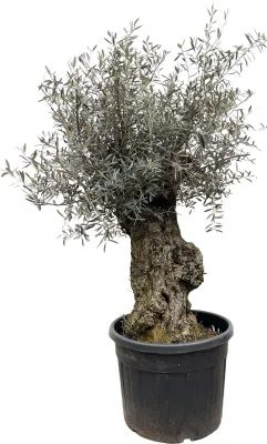 Produktbild von Olivenbaum - Olea Europaea Bonsai - 250cm - Ø65cm