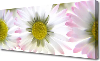 Produktbild von Tulup Leinwand-Bilder 125x50 Wandbild Canvas Kunstdruck Gänseblümchen Pflanzen