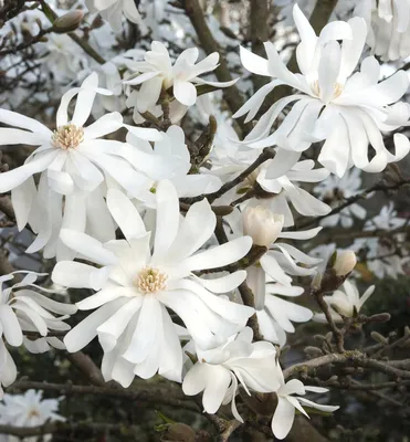 Produktbild von Magnolie 'ROYAL STAR' 50-60 cm, Cont. 2,5 l