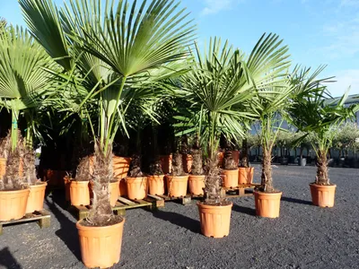 Produktbild von XXL Palme Stammhöhe 40-50 cm winterhart 160-180 cm Trachycarpus fortunei, Hanfpalme,