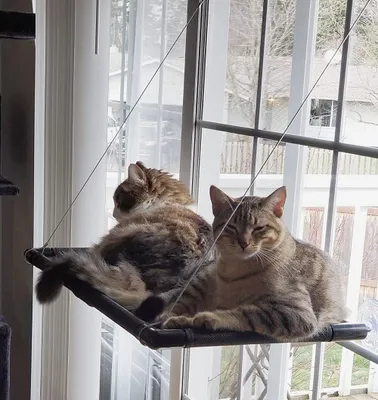 Produktbild von Dracarys Katzen hängematte Fenster | für große Katzen bis 20 kg | Verstärkte Katzenhängematte mit starkem Saugnapf | Sonnenbad Katzenbett Haustierbett，Geeignet für Fensterlänge ≥74cm und Höhe ≥64 cm