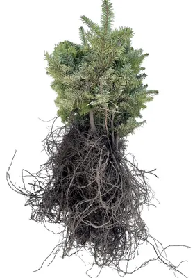 Produktbild von 10 x Nordmannspar - Abies nordmanniana | wurzelnackt