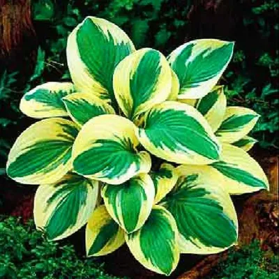 Obrázok produktu pre Hosta Funkia Odrodowa Golden Tiara 1 ks Sadenica Sadenice Hosta Funkie