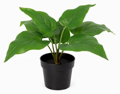 Produktbild von Künstlicher Philodendron Imperial Green 25cm Kunstpflanze grün für Wohnzimmer Büro Badezimmer Regal pflegefreie Wohnraum Deko kompakte Kunstpflanze