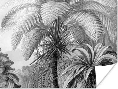 Produktbild von MuchoWow® Poster Pflanzen - Schwarz und weiß - Design - Illustration - Botanisch 120x90 cm - Wandbild