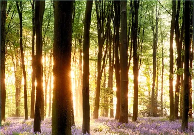 Produktbild von Wallario Fototapete Vliestapete, seidenmatte Oberfläche, einfache Verarbeitung, Größe 200 x 140 cm, Motiv Blaue Hasenglöckchen im Wald mit Sonnenstrahlen
