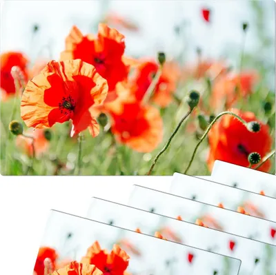 Produktbild von Abwaschbare Tischsets 6er Set Sommer Mohn-Blumen