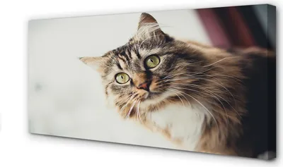 Produktbild von Leinwandbild 120x60 Wandkunst Maine-Coon-Katze